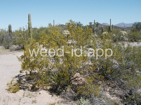 creosotebush